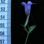 Echinacanthus attenuatus Otro