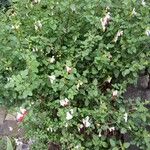 Salvia microphylla Характер