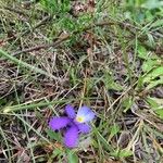 Viola corsica Fleur