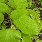 Tilia × europaea Folla