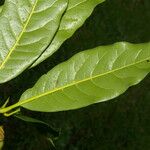 Quercus benthamii पत्ता