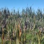 Typha orientalis Buveinė