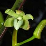 Dendrobium deplanchei Frukto