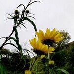 Helianthus salicifolius പുഷ്പം