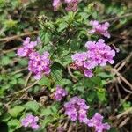 Lantana montevidensisFiore