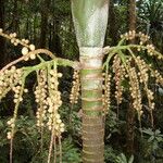 Burretiokentia grandiflora Habit