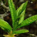 Rhododendron luteum Leaf