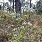 Ageratina jucunda List