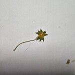 Potentilla reptans Flower