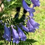 Jacaranda cuspidifolia फूल