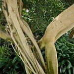 Ficus benjamina Corteccia