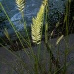 Agropyron cristatum Fruto