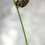 Isolepis pseudosetacea Flower