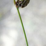 Isolepis pseudosetacea