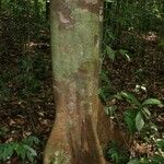 Protium aracouchini Кора