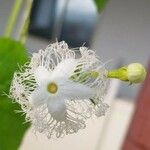 Trichosanthes cucumerina Flower