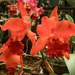 Cattleya wittigianaKvět