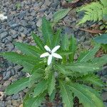 Hippobroma longiflora 形態