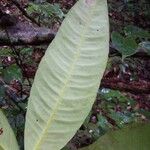 Garcinia benthamiana Φύλλο