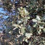 Quercus ilex Yaprak