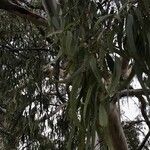 Eucalyptus camaldulensis برگ