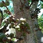 Ficus aspera Fruit