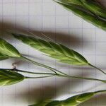 Bromus commutatus Other