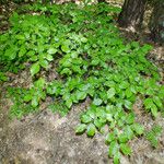 Carpinus orientalis Blad