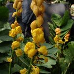Senna alata Flor