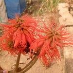 Erythrina abyssinica പുഷ്പം