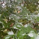 Acer truncatum List