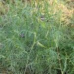 Vicia monantha Habit