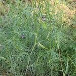 Vicia monantha عادت داشتن