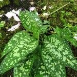 Pulmonaria saccharata Лист