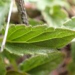 Scutellaria alpina Leaf