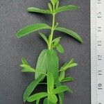 Hypericum australe Other