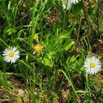 Bellis perennisLorea