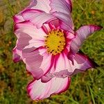 Cosmos bipinnatus Fula