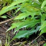 Centaurea nigrescens Foglia