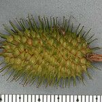 Carex squarrosa Fruit