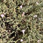 Stachys spinosa Blomst