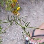 Scabiosa canescens Blatt