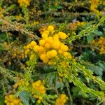 Acacia paradoxa Flower