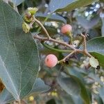 Cordia myxa Fruit