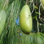 Passiflora tripartita Fruit