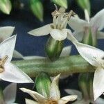 Coutoubea spicata Fiore