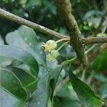 Garcinia gardneriana Flower