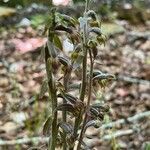 Epipactis microphyllaFlor