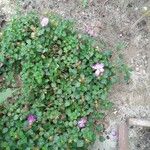 Heterotis rotundifolia Cvet