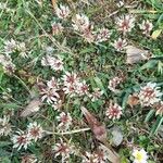 Trifolium occidentale Blomma